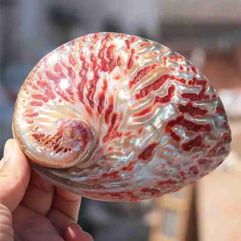 Раковины из натурального красного морского ушка 1 шт. 10-13 см большие яркие