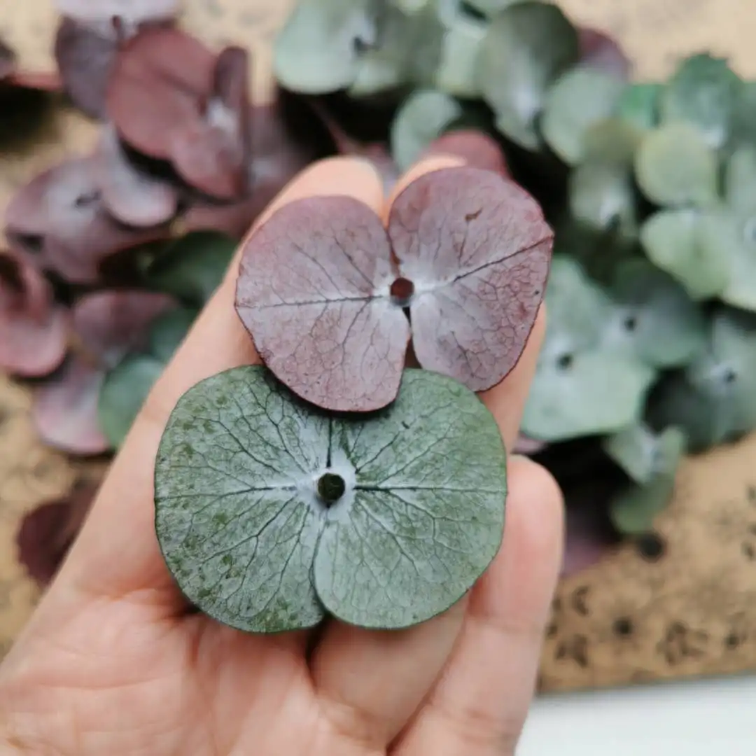 Натуральные свежие консервированные листья эвкалипта поделки из настоящего