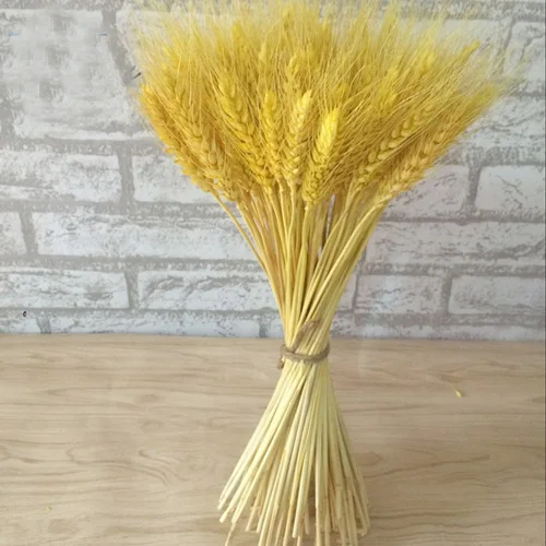 100pcs yellow color 100 шт Натуральные Сушеные Цветочные букеты натуральные необработанные цвета Сушеные уши пшеничные букеты и пшеничные ушные пучки - Цвет: 100pcs yellow color