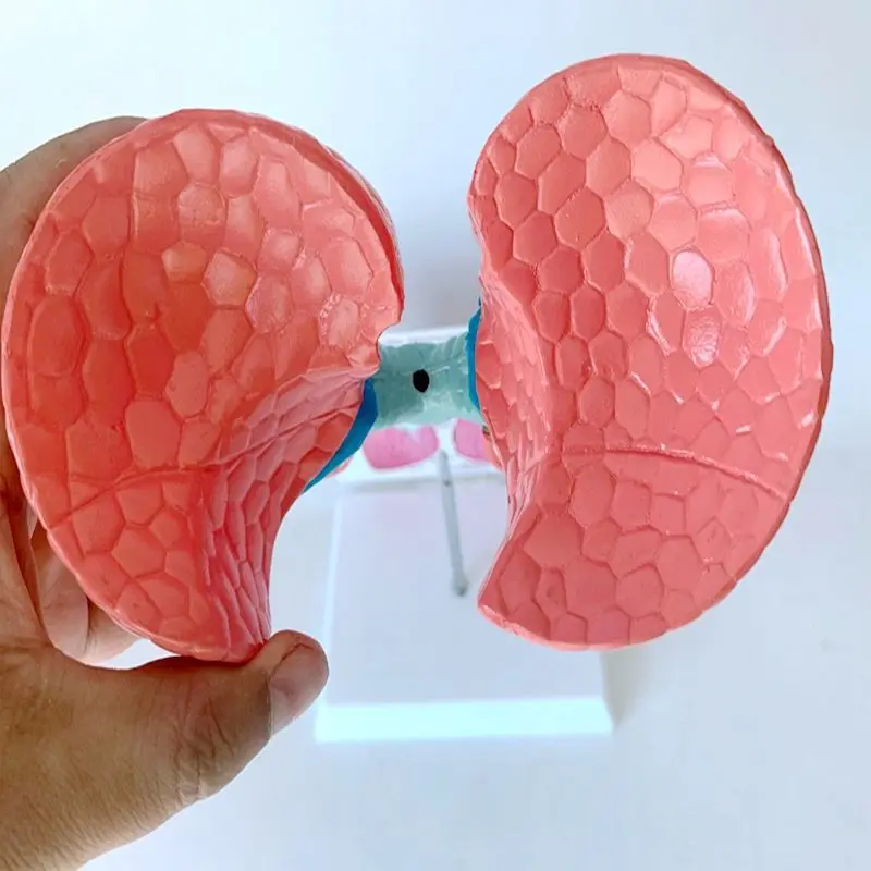 Дыхательная система человека здоровая легочная анатомическая Учебная модель