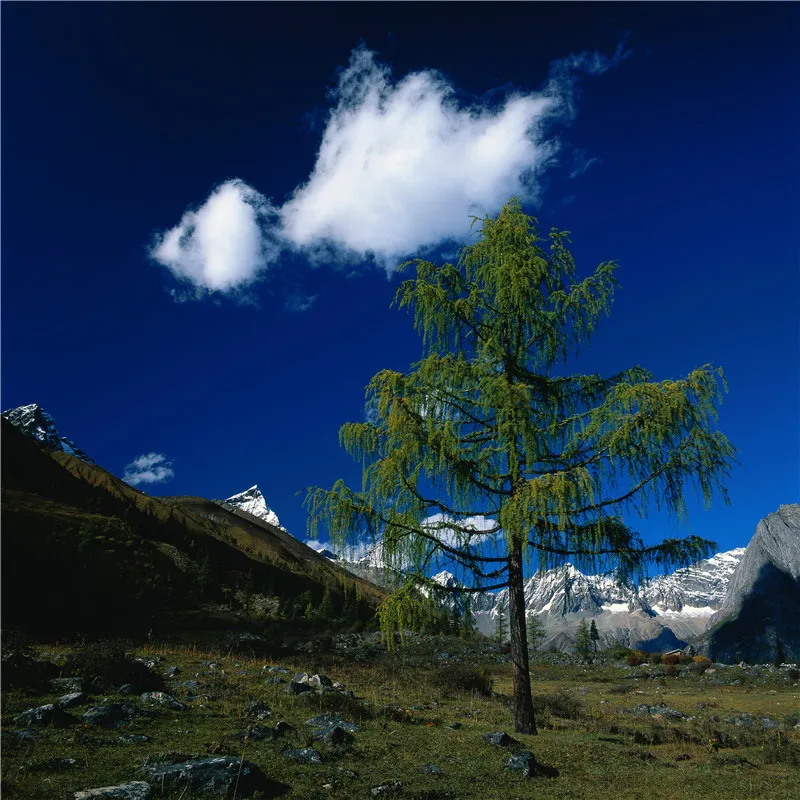 Виниловый фон Nitree для фотосъемки природный пейзаж снег горы голубое небо облако