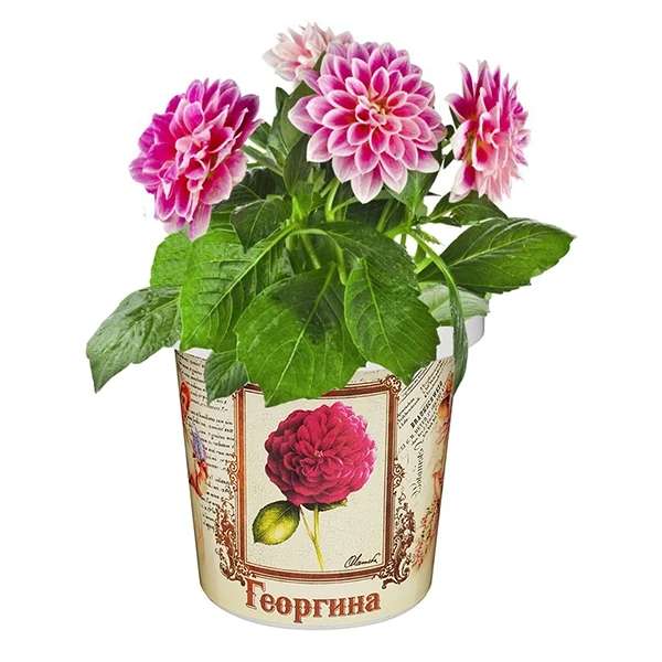 Набор для выращивания &quotГеоргина&quot | Игрушки и хобби