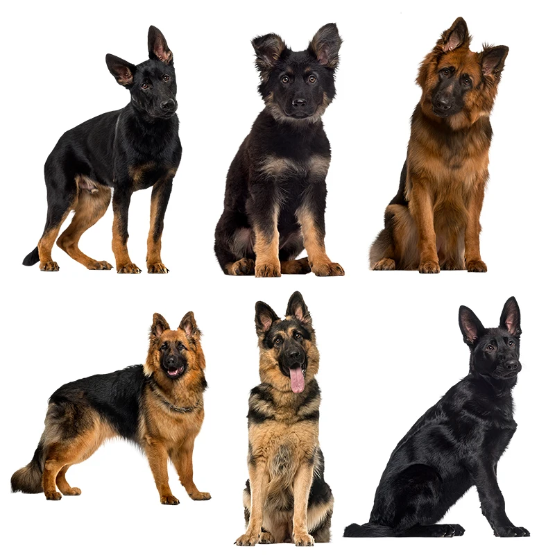 Три Ratels QC388 HD пиксель немецкий пастушья водостойкая наклейка собака виниловая