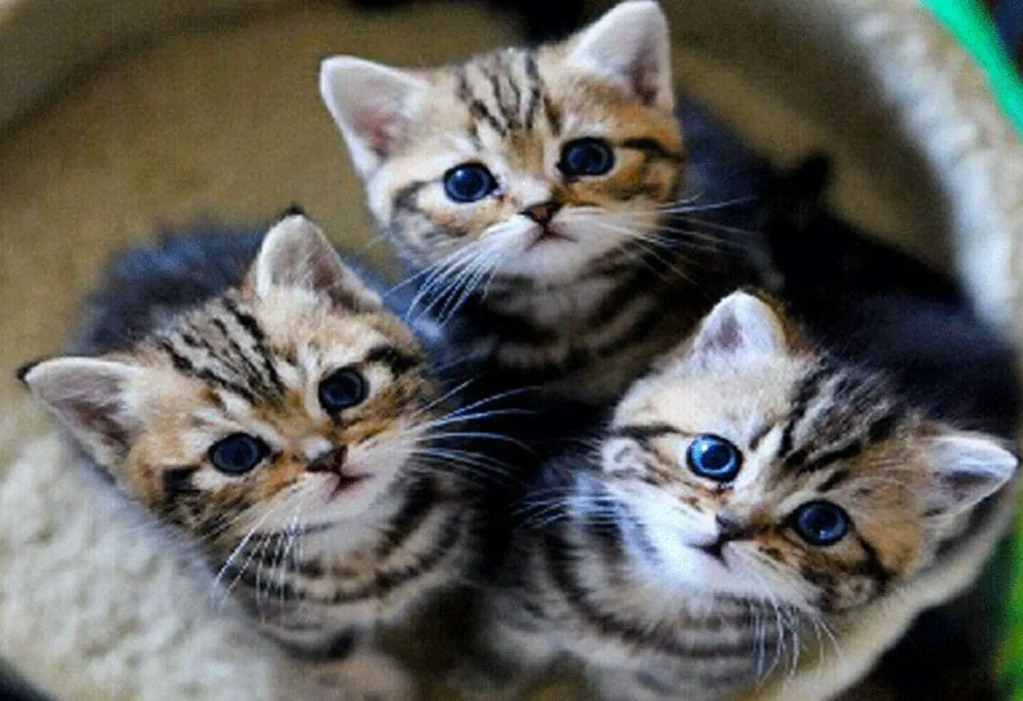 

Металлическая жестяная вывеска с котенком, Декор для дома и бара, паба, гаража, кафе, дома, настенный постер в ретро стиле, винтажные жестяные...