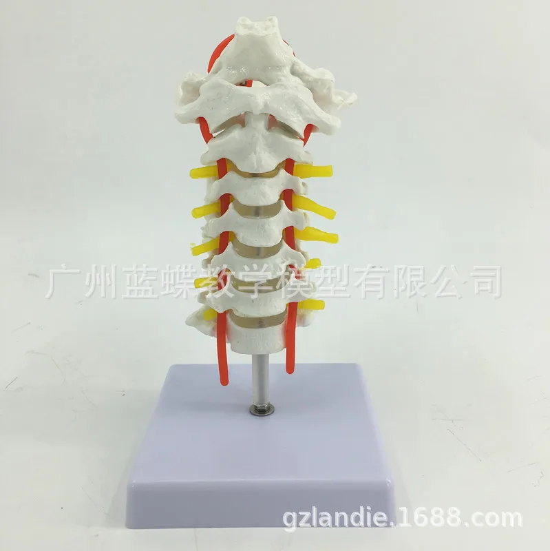 1:1 натуральный размер человеческий шейный позвонок каротидная артерия модель