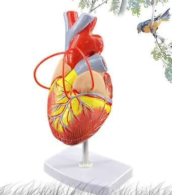 1:1 стандартная модель сердца человека анатомия Съемная Учебная модель моделирования природных и вырезом в форме сердца на модели