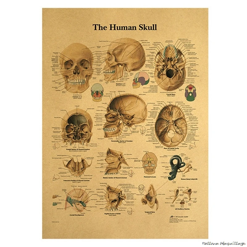 Иллюстрация человеческого тела-скелет ВИНТАЖНЫЙ ПЛАКАТ на крафт-бумаге
