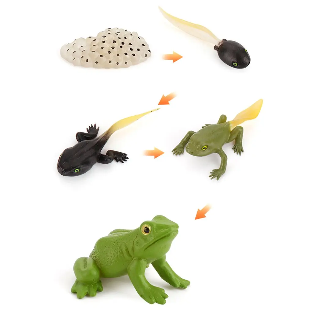 

Simulation Animals Life Cycle Animal Figurines,Frog Ant Mosquito Sea Turtle Chicken Growth Cycle Model Figures toys play set