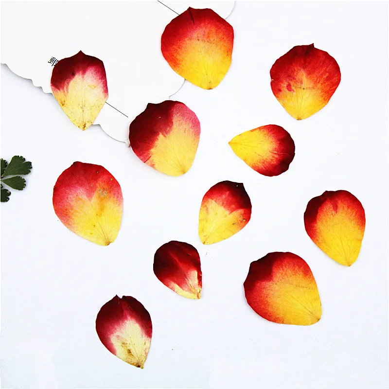 1 5 см/20 шт настоящие лепестки цветов прессованные для DIY свечей подарочная карта