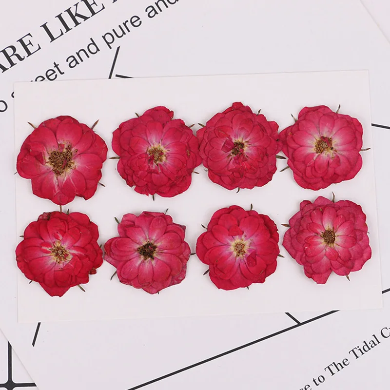 

16pcs Beautiful rose dried flower phone case diy pressed flower material