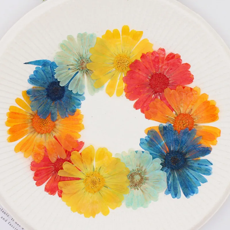 

60pcs 3-6cm Pressed Dried Calendula Officinalis Flower Plant Herbarium For Jewelry Postcard Invitation Card Bookmark Candle DIY