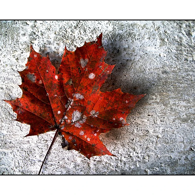 Полноразмерная Алмазная 5D картина сделай сам осенний кленовый лист алмазная