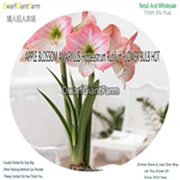 5 Ngryise 5 шт. набор Hippeastrum rutilum Amaryllis - Цвет: 5