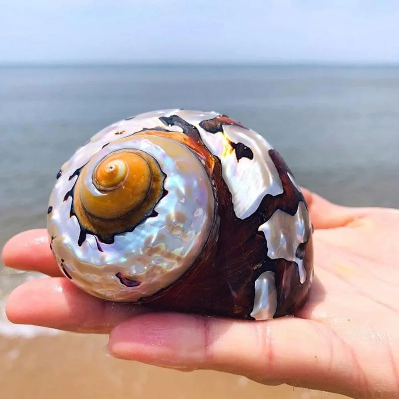 1 шт. 8-9 см Натуральная Южноафриканская Улитка жемчужный большой винтовой