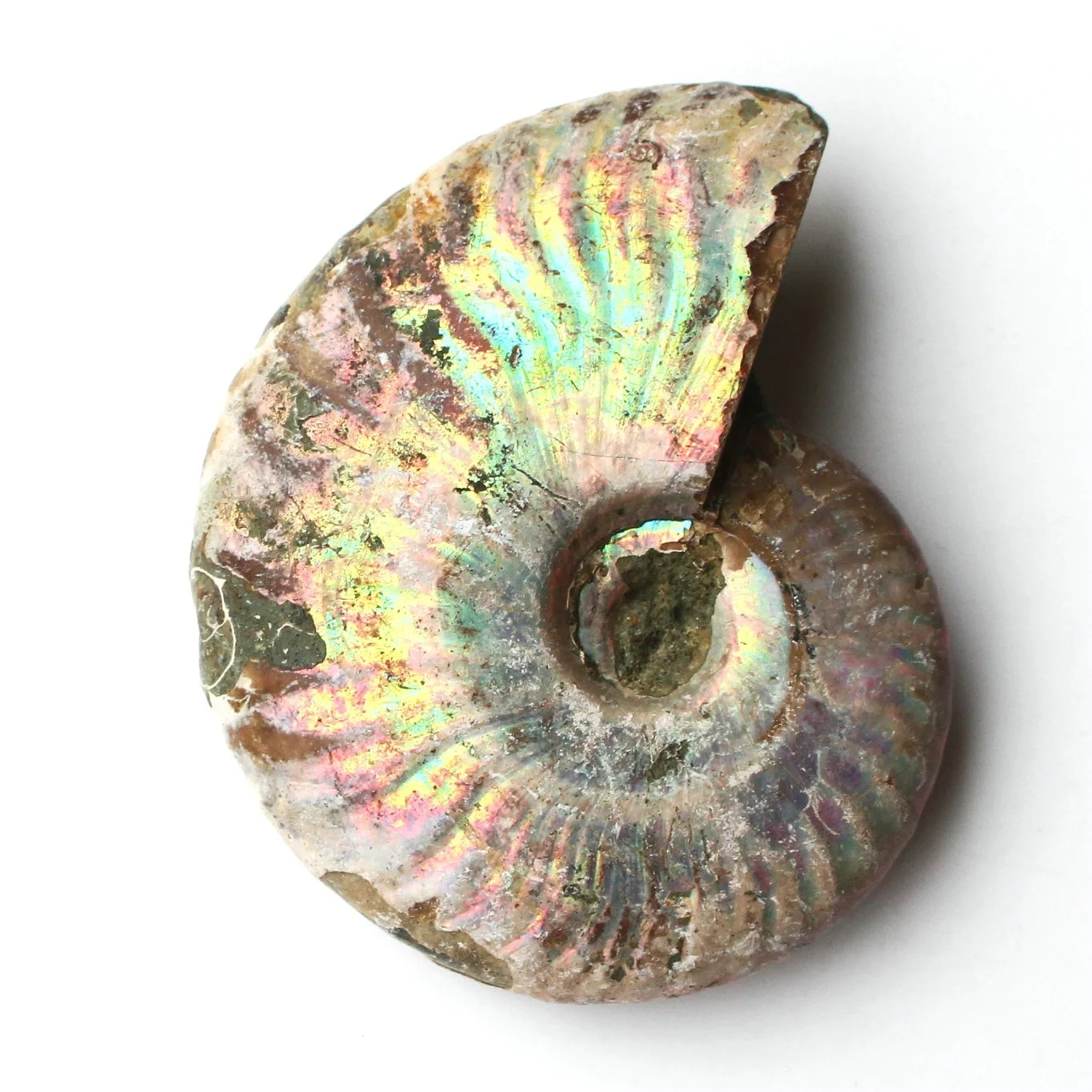 1 шт Immemorial аммония Fossil Shell Красочные shell коллекция минеральных образцов|Камни| |