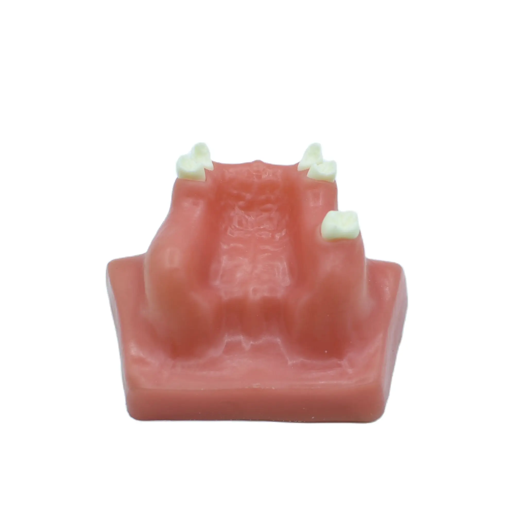 1pc Teeth Model Dental Demonstration Oral Implant Practice Maxillary Sinus Teaching Soft Gum for Dentists Learning - купить по