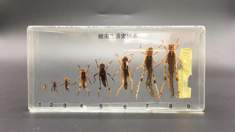 Жизненный цикл образцов кузнечика в прозрачном блестящем образовательном