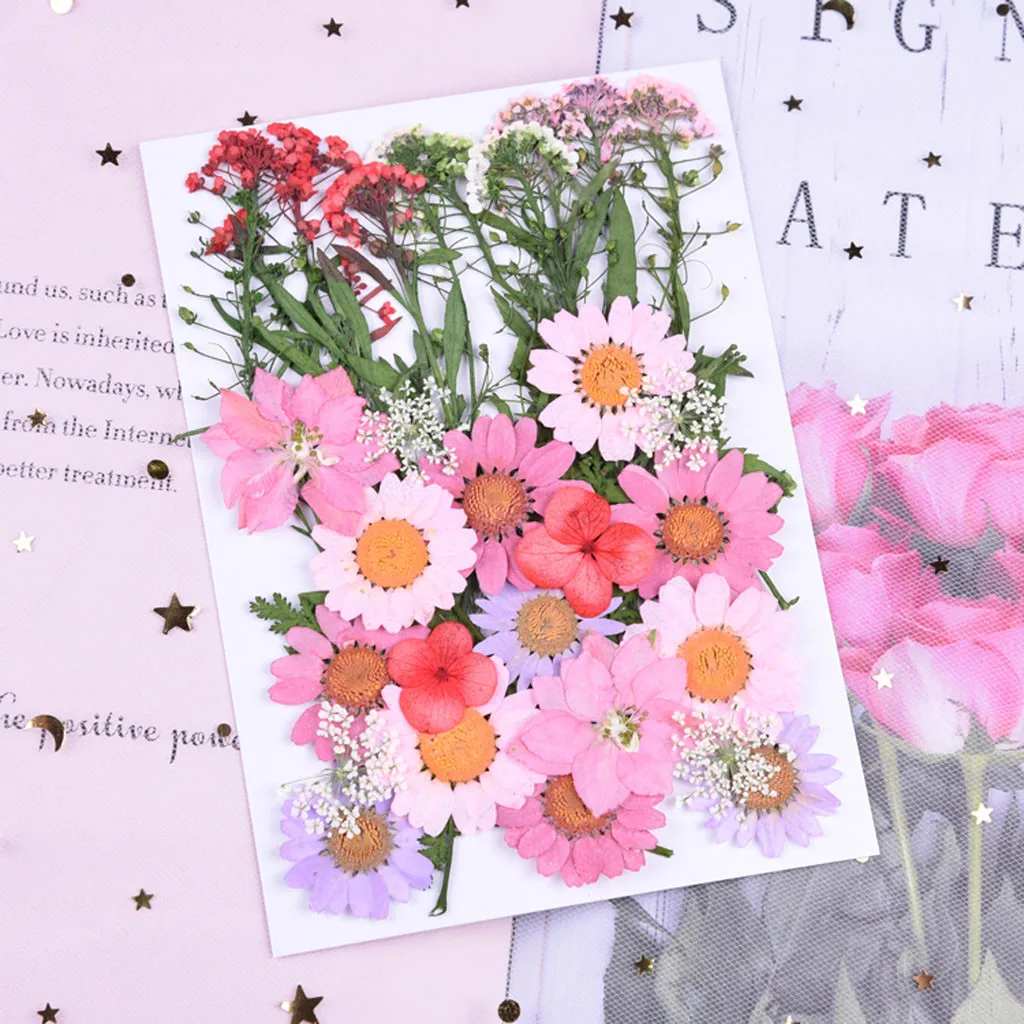 Натуральные сухие цветы комбинации DIY прессованных гербарий с украшением в виде