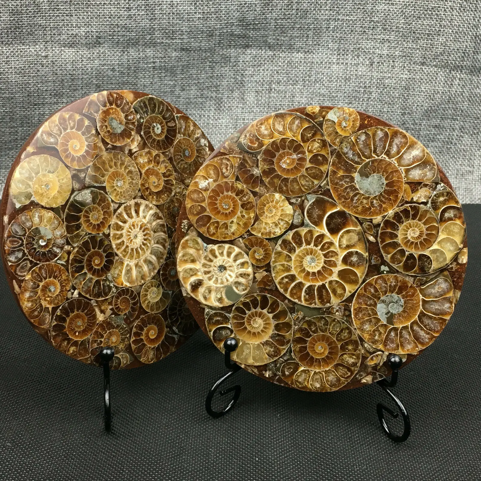 

Natural ammonite plate conch specimen solidified reiki home decoration energy gift + bracket 1PC