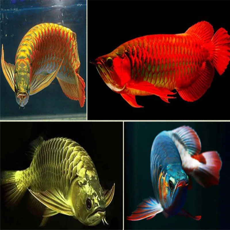 2020 корм для рыб неред аквариум морской лещ arowana золотой дракон красный аравана