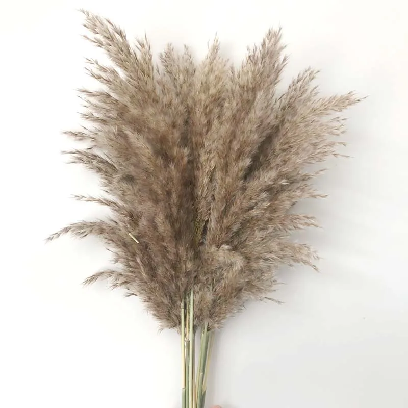 

40CM/Flower Ear 15~30CM,15PCS Real Dried Natural Pampas Grass Reed Flowers,Dry Phragmites Small Bulrush Bouquet,Home Decor