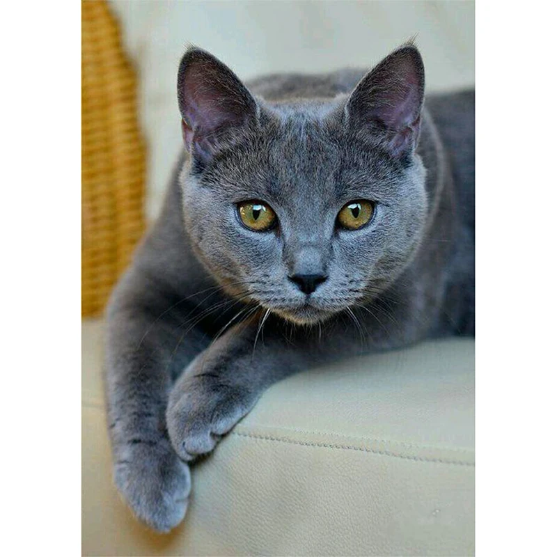 5D алмазная живопись вышивка крестиком кошка животное своими руками полностью