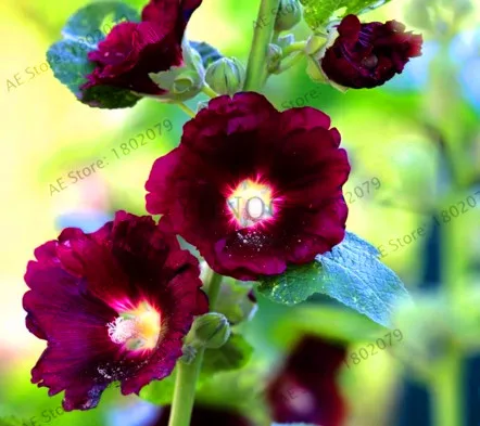 4 Большая распродажа! 20 шт Hollyhock бонсай(Alcea Rosea 'Nigra') разноцветный цветочный Многолетние растения растение для сада и дома украшения Dec - Цвет: 4
