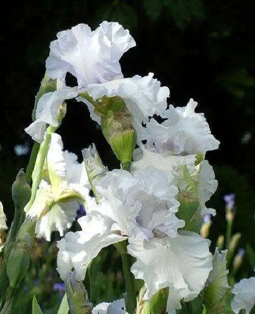 

10 Iris Bulb Perennial Strong Root Greening Hardy Decoration Rare Species Easy To Home Garden Pleasant Natural Easy Plant Flower