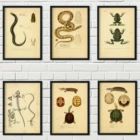 Плакат из крафтовой бумаги с изображением земноводных рептилий, черепаха, змея, лягушек, ящериц