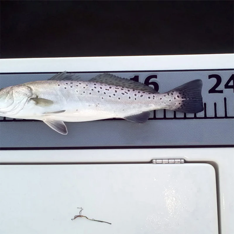 

Foam Fish Ruler Self Adhesive Backing | Perfect Accessory for Fishing Boats Coolers & Kayaks | 42" Fishing Measurement Tool