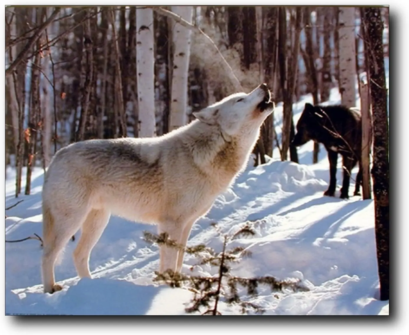 

Grey and Black Wolf in Snow Wildlife Animal Wall Decor Art Print Poster