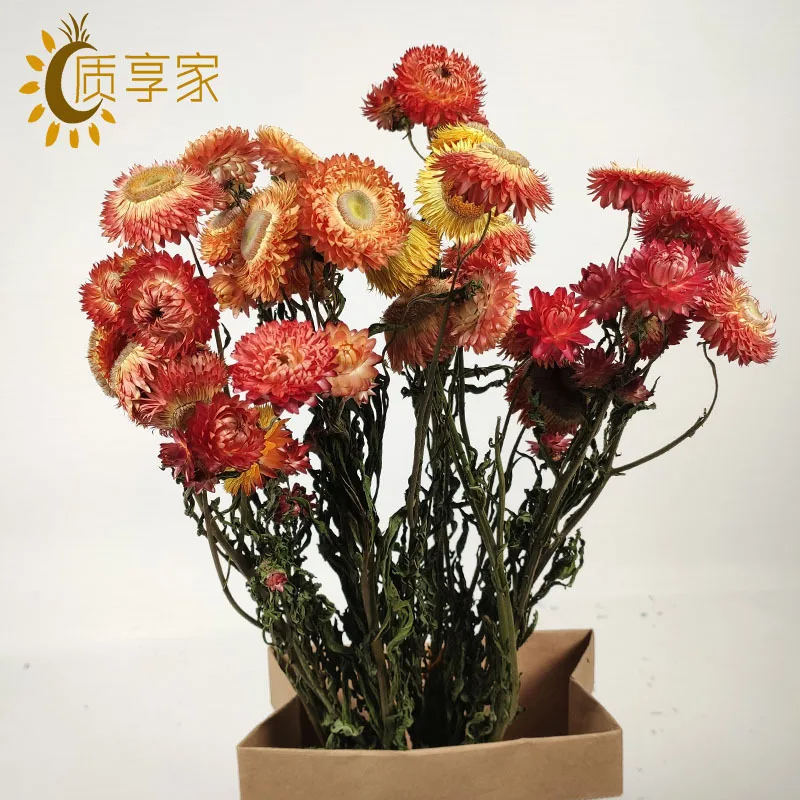 Daisy mai gan ju Dried Flowers Bouquet Ins Ornaments Valentine's Day Gift Ideas Real | Дом и сад