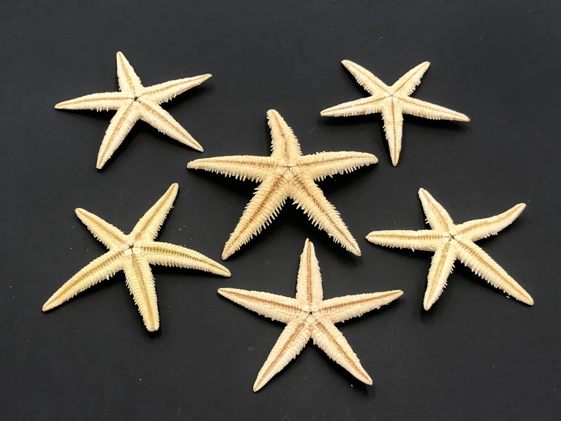 

Size 4-5cm 20pcs Natural Starfish Seashell Beach Craft Natural Sea Stars DIY Beach Wedding Decoration Crafts Home Decor Epoxy
