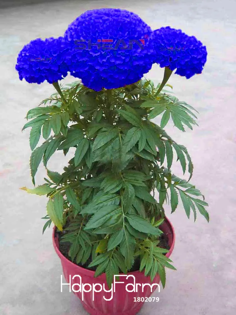 Распродажа! Синий Maidenhair цветок растение в горшках огород календулы бонсай с хризантемой flores 50 шт./пакет,# AY21YY
