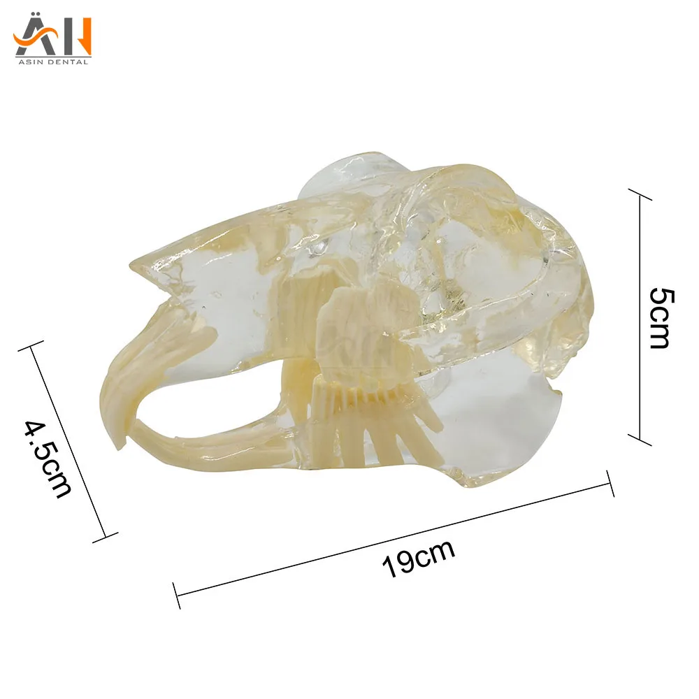 

Teaching Dental Teeth Model rabbit Model Catamount rabbit's teeth Dentition Model