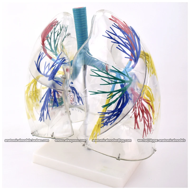 

CMAM/12499 Transparent lung segment- 2X life size, Human Respiratory System Medical Teaching Anatomical Model