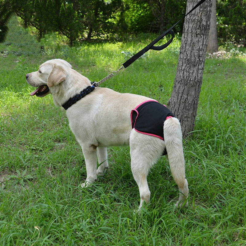 2020 горячая Распродажа портативные шорты для здоровья женщин собак щенков