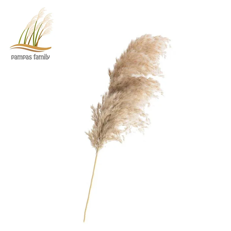 

Getrocknete Pampas Gras Decor Flauschigen Hoch 20-22 ''Hochzeit Blumen Anordnung Natrliche Bouquet Fr Home Weihnachten Dekorae