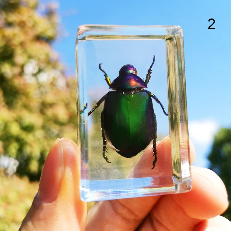 

Beautiful Insect In Resin Animal Collection Paperweight for Office Desk for Men Women Biology Science Teacher Education SUB Sale