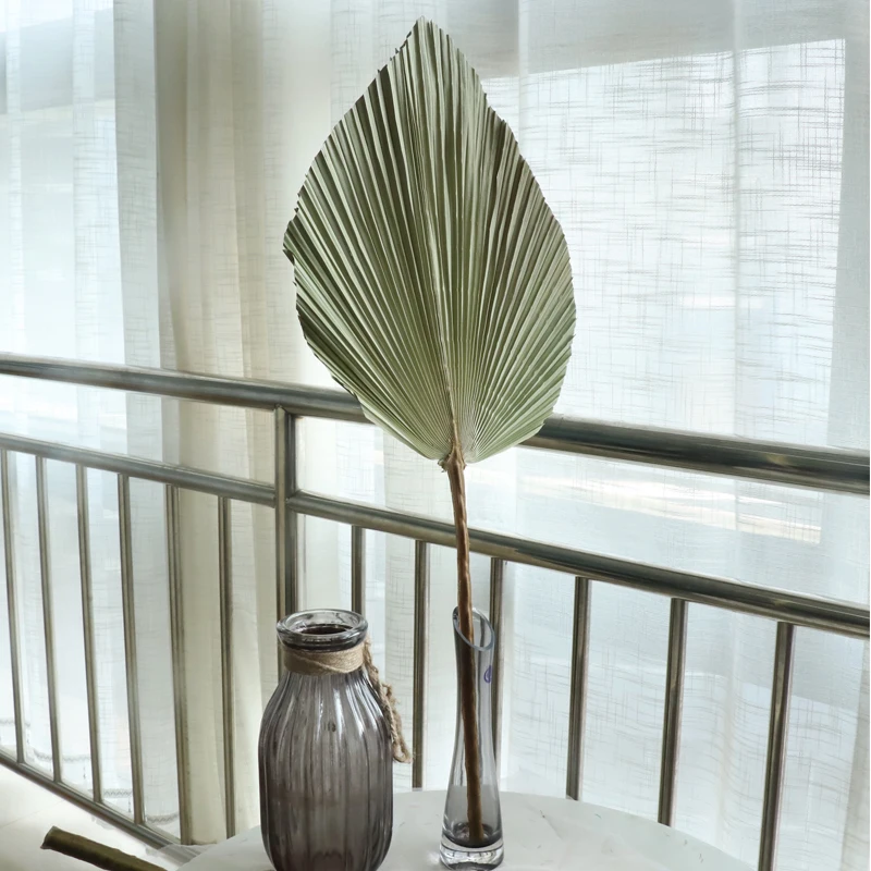 Натуральные сохраненные листья кошачьего хвоста 5 шт./лот сухие натуральные