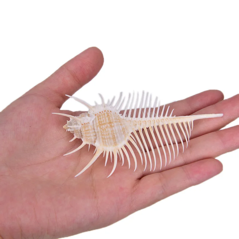 Природные морские раковины мурекс рамосус ракушки 5 14 см для украшения дома