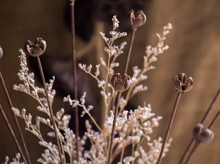 Естественная одностворчатая привозная удочка сухофрукты Цветочная композиция с