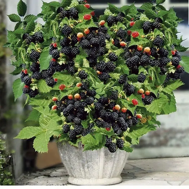 1000 шт. семена фруктов малины ежевики |