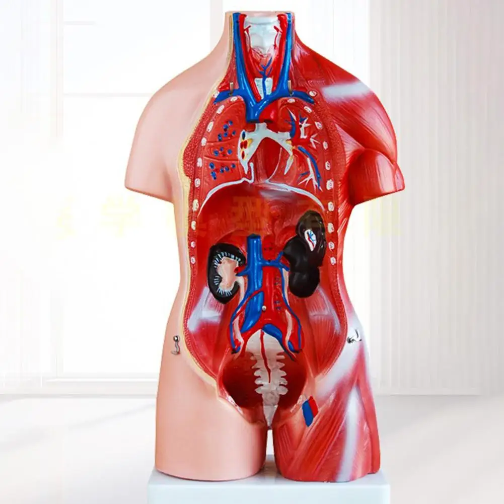 

Anatomical Human Torso Body Model Anatomy Internal Organ Medical Teaching Mold Parent-child Interactive Children Educational Toy