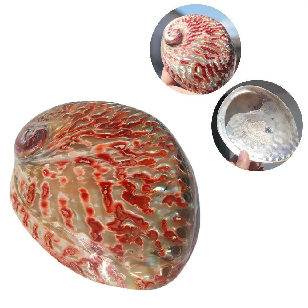 

11-13 Cm Polished Natural Conch Shells Large Bright Red Abalone Shell Containing Box Home Window Decoration Abalone Material
