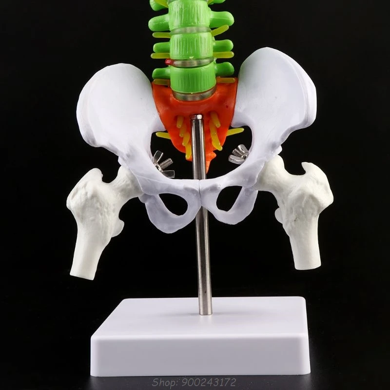 

45cm Removable Human Spine Model Spinal Column Vertebral Lumbar Curve Anatomical Teaching Tool D08 20 Dropship