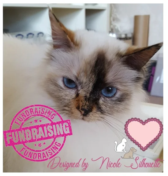 KSCRAFT сбор средств для резки металла Lizzy DIY скрапбукинга декоративное тиснение