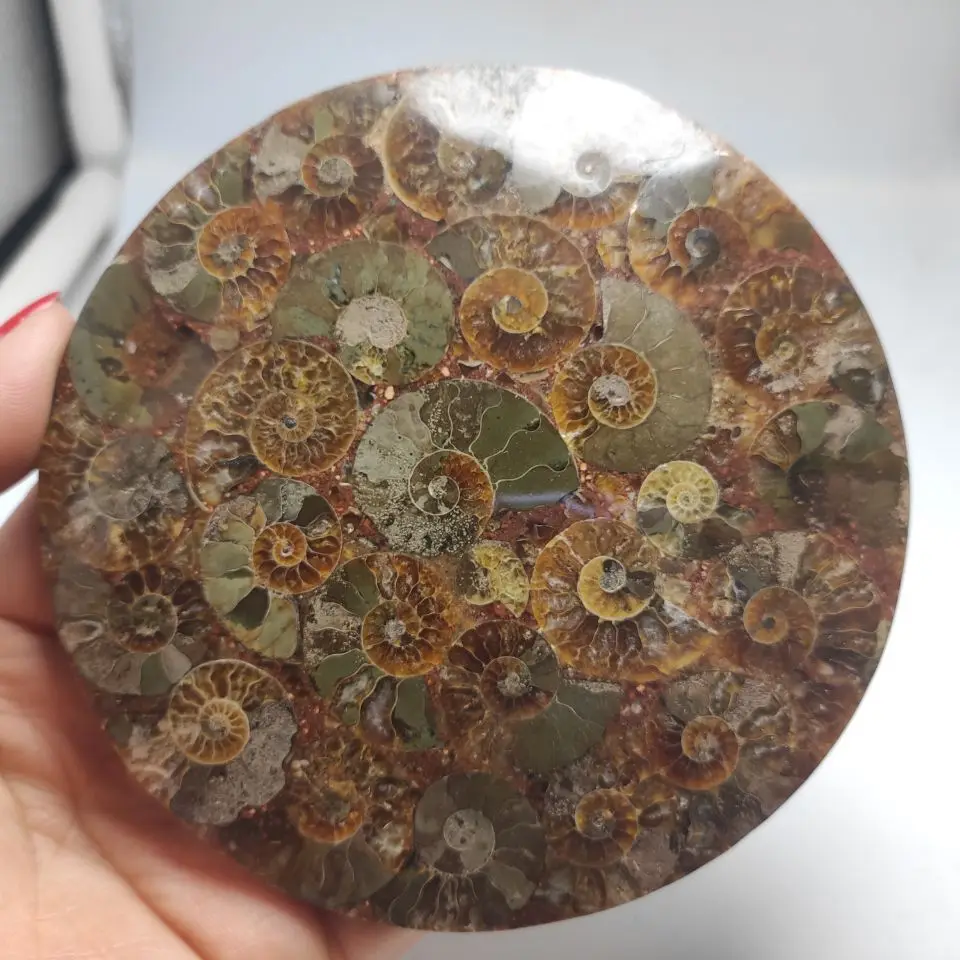11-12cm Natural Ammonite Fossil Slice Plate Crystal Ocean Conch Stone Madagascar Mineral Healing Specimen | Дом и сад