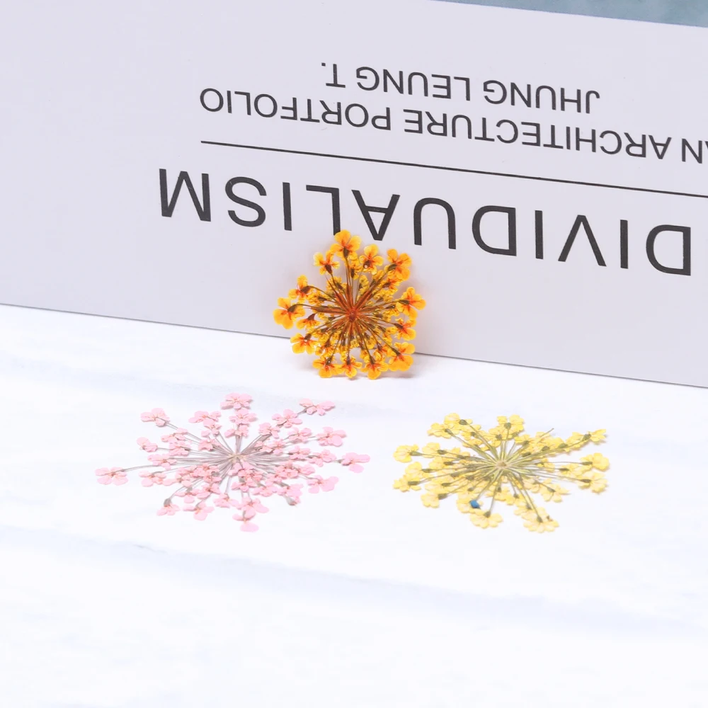 12 шт. прессованный высушенный ами Majus цветок Hand made True Цветы DIY мобильный телефон