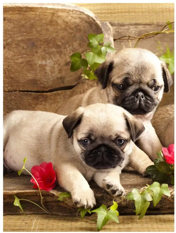 Алмазная живопись с животными щенками алмазная вышивка Питбуль точка искусство